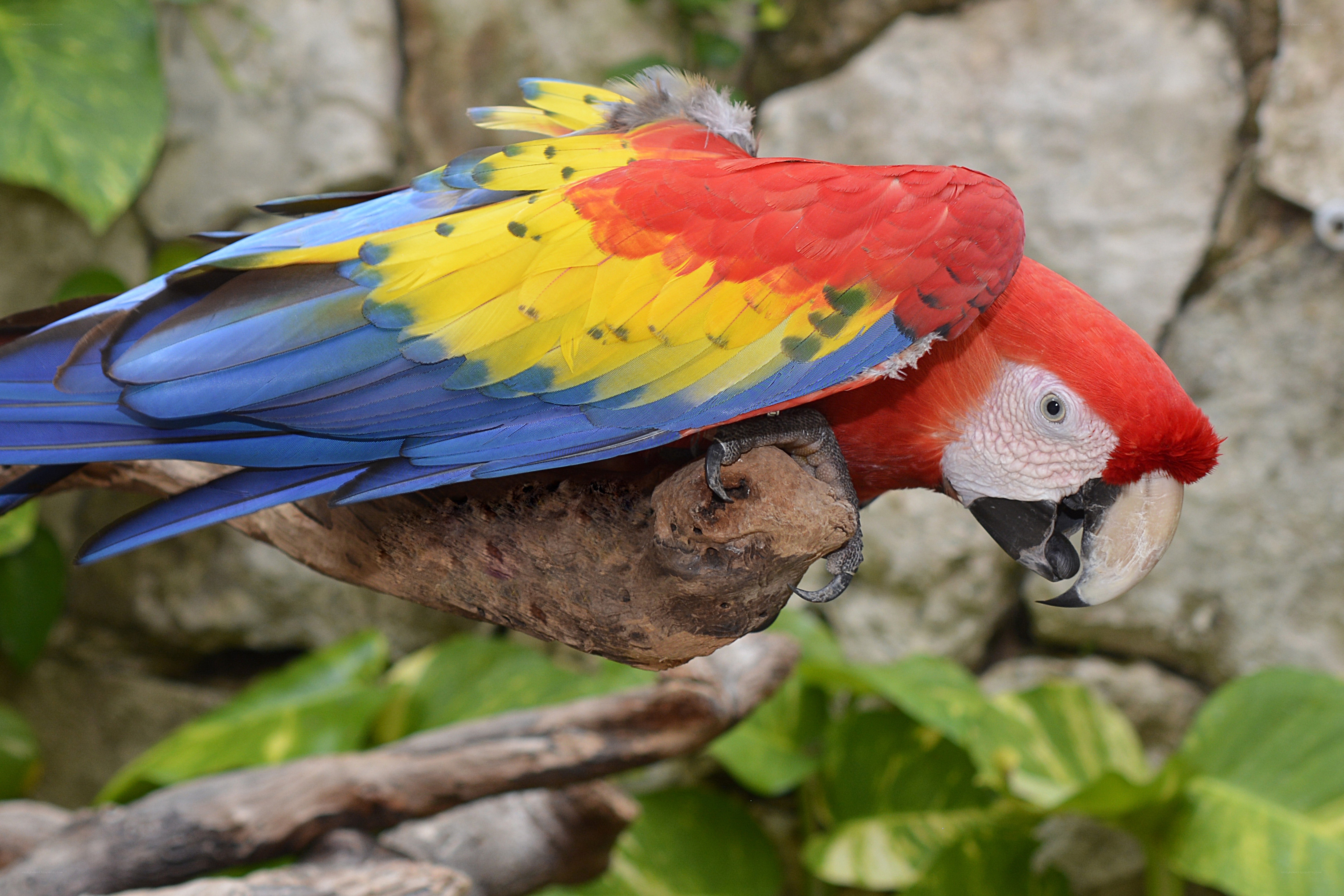 colorful macaw perched on branch