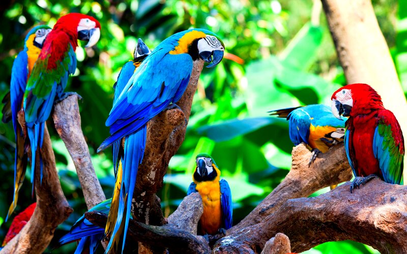 Colorful Macaws on Branches