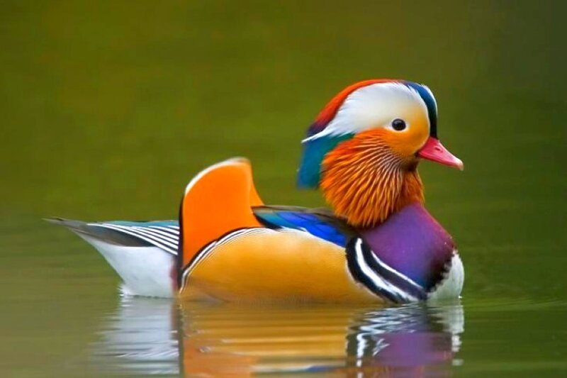 colorful mandarin duck