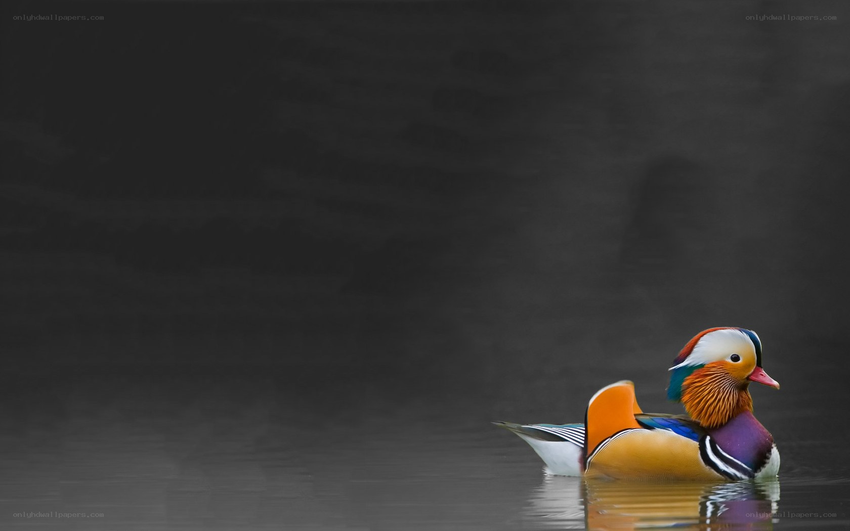 colorful mandarin duck