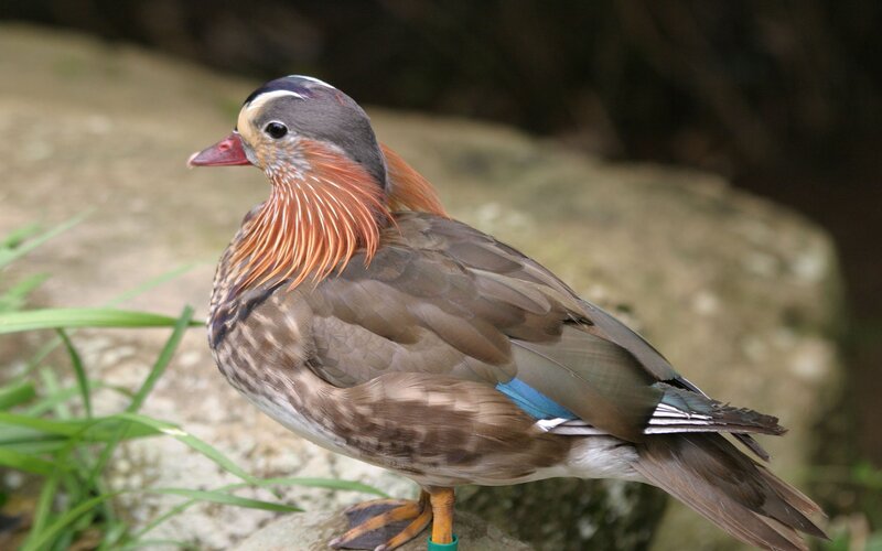 colorful mandarin duck