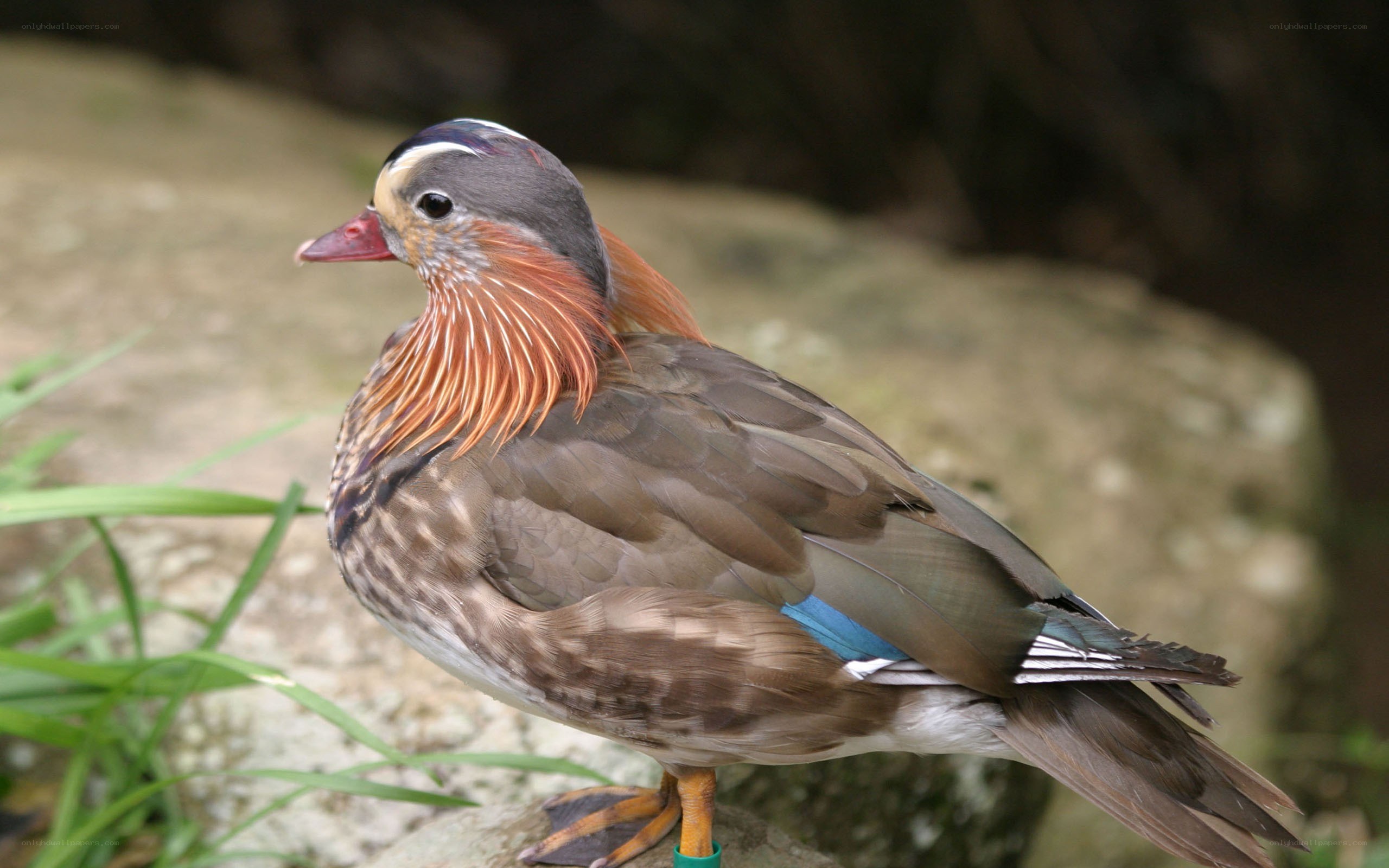colorful mandarin duck