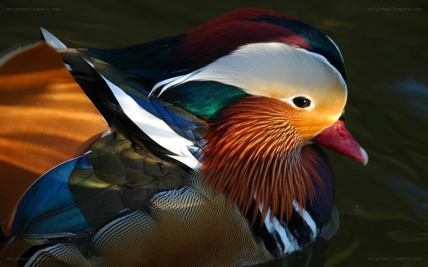 colorful mandarin duck