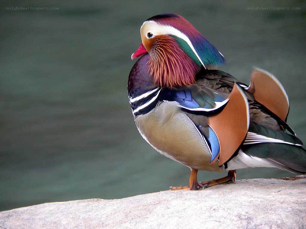 colorful mandarin duck