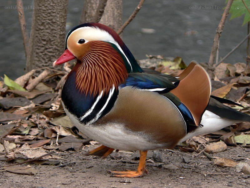colorful mandarin duck
