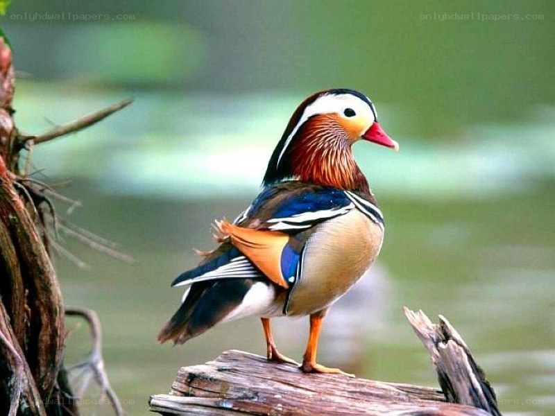 colorful mandarin duck