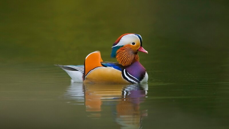 colorful mandarin duck on water