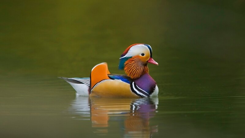 colorful mandarin duck on water