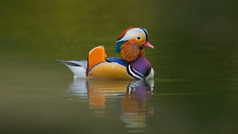 colorful mandarin duck on water