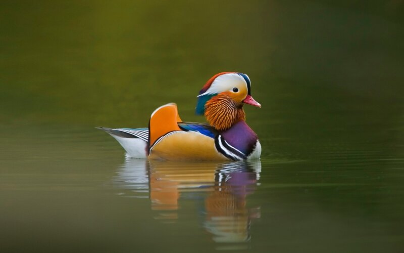 colorful mandarin duck on water