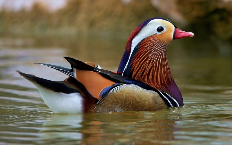 colorful mandarin duck swimming