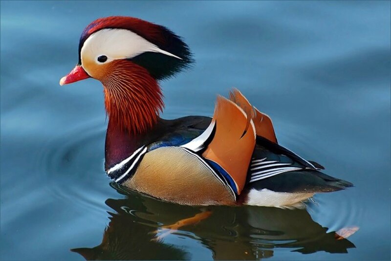 colorful mandarin duck swimming