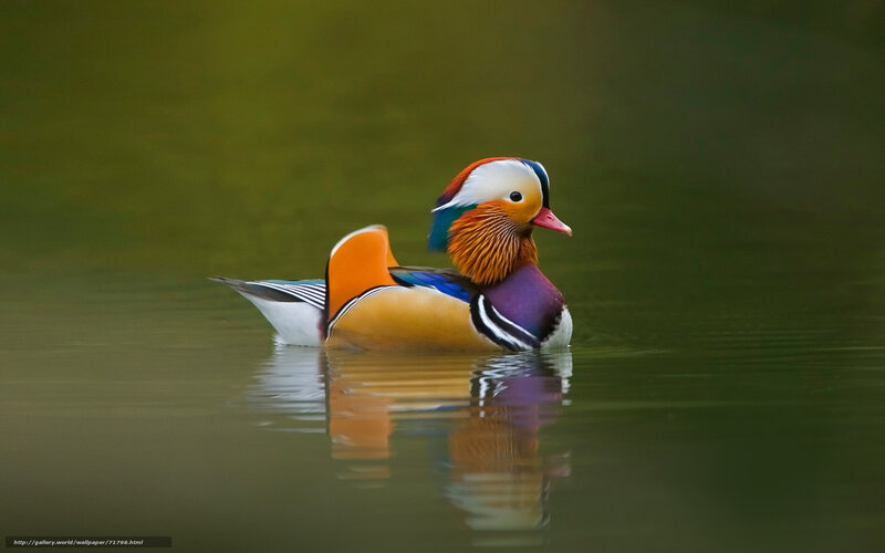 colorful mandarin duck swimming