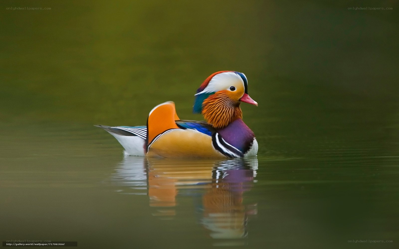 colorful mandarin duck swimming