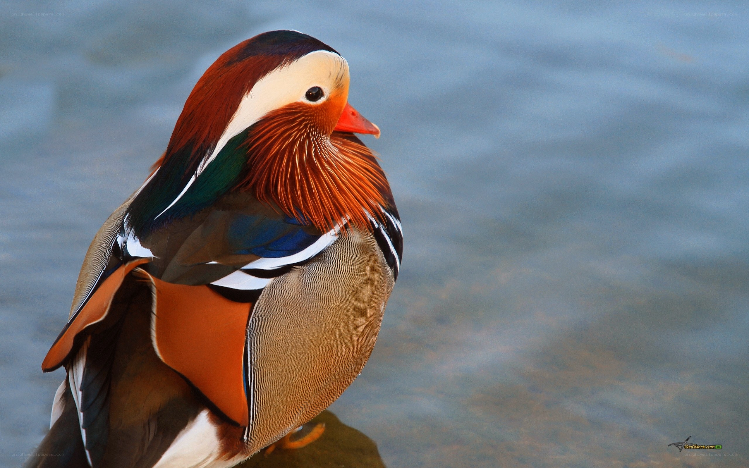 colorful mandarin duck