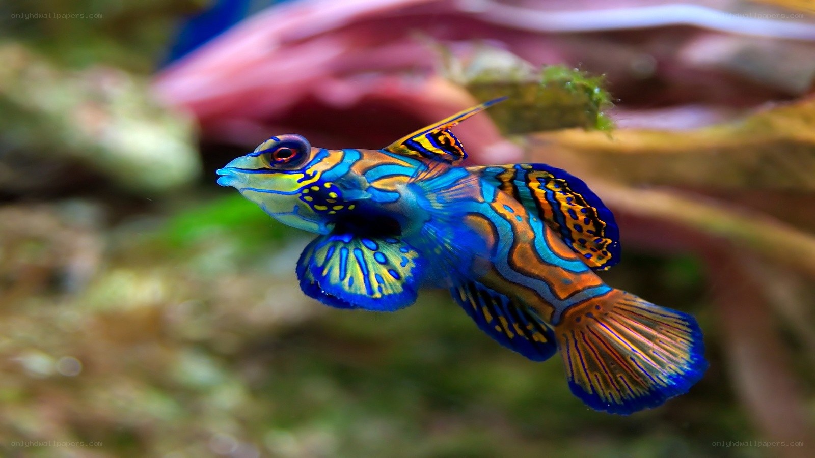 Colorful mandarin fish swimming