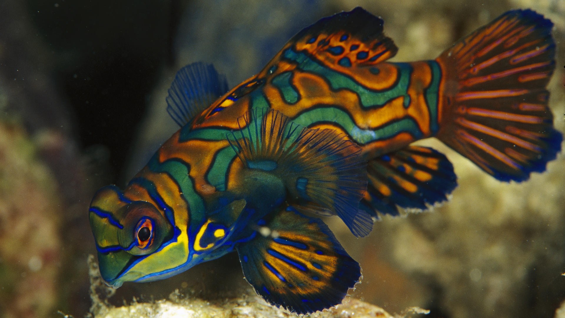 Colorful mandarinfish