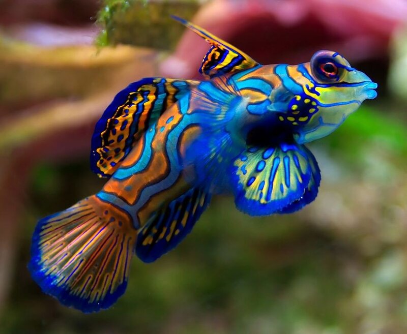 colorful mandarinfish