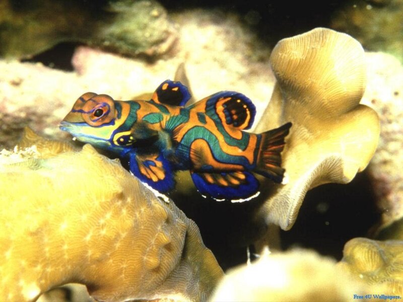 Colorful Mandarinfish — Blue