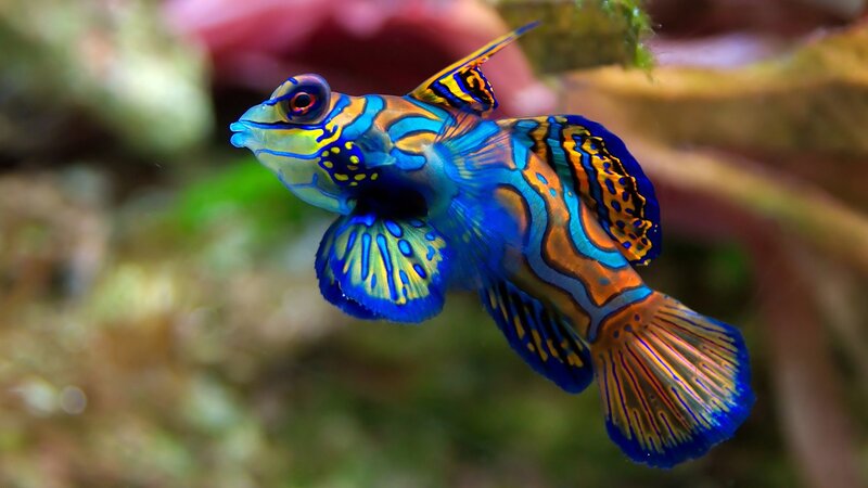 colorful mandarinfish in aquarium