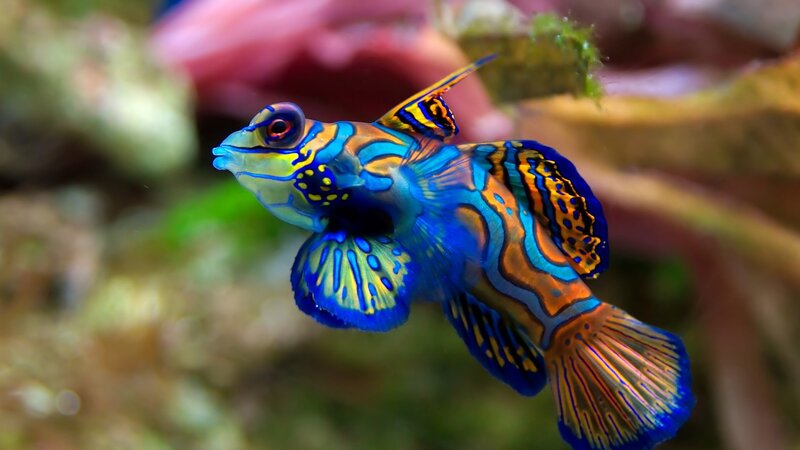 colorful mandarinfish in aquarium