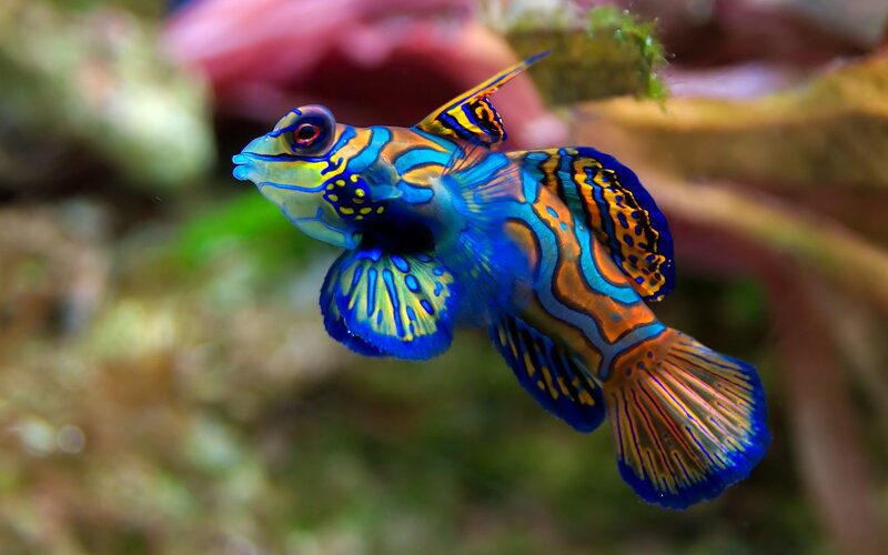 colorful mandarinfish in aquarium