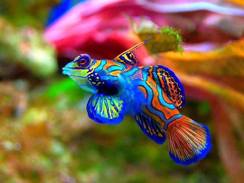 Colorful mandarinfish in aquarium