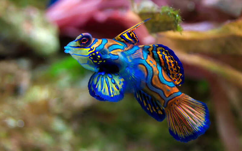 Colorful mandarinfish in aquarium