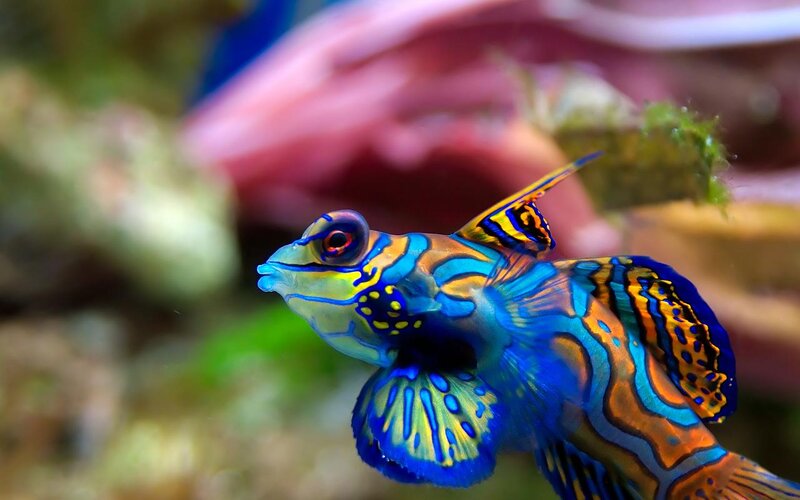 Colorful mandarinfish in aquarium