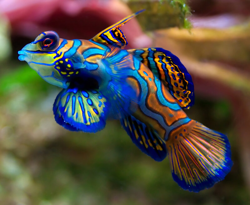 Colorful mandarinfish in aquarium