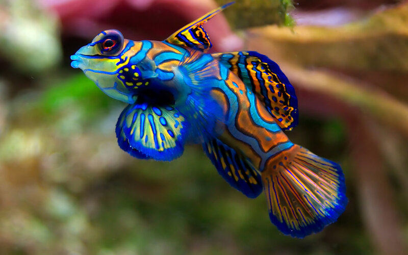 colorful mandarinfish in aquarium