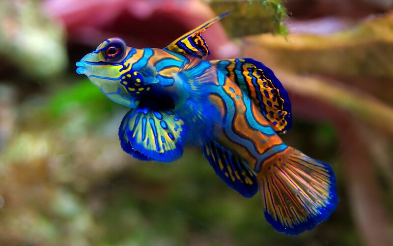 Colorful mandarinfish in aquarium