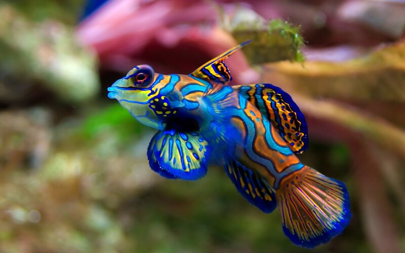 Colorful mandarinfish in aquarium