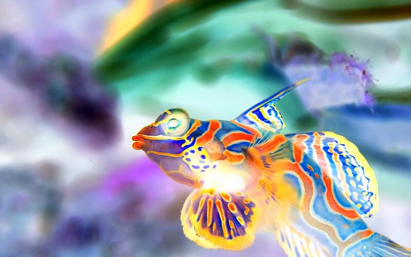 Colorful mandarinfish in coral reef