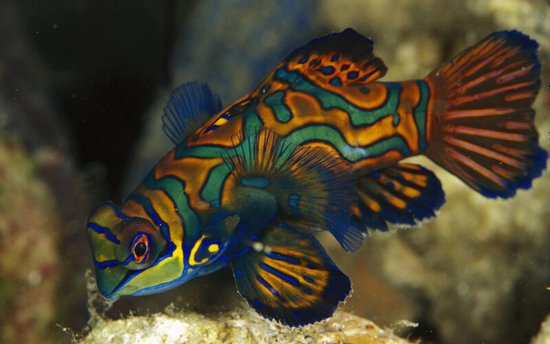 Colorful mandarinfish in coral reef