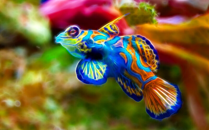 Colorful mandarinfish in coral reef