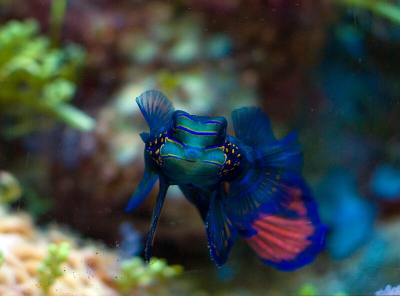 colorful mandarinfish in coral reef