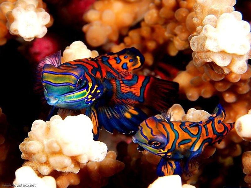 Colorful mandarinfish in coral
