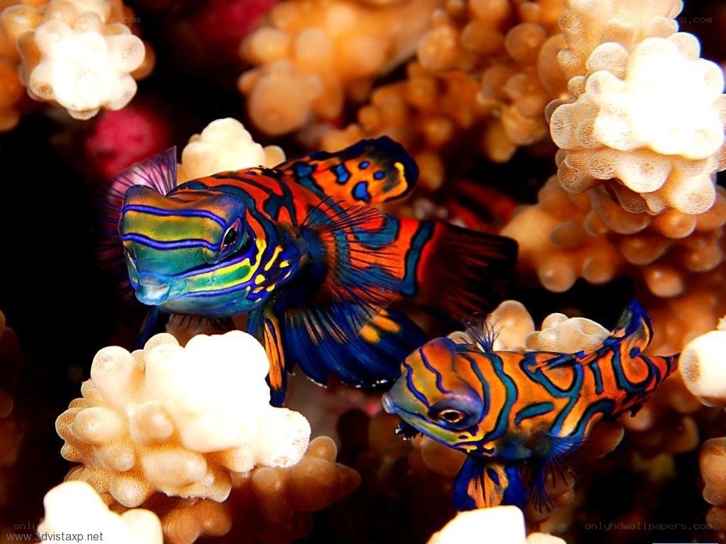 Colorful mandarinfish in coral