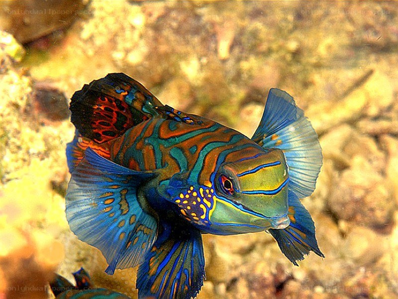 Colorful mandarinfish underwater