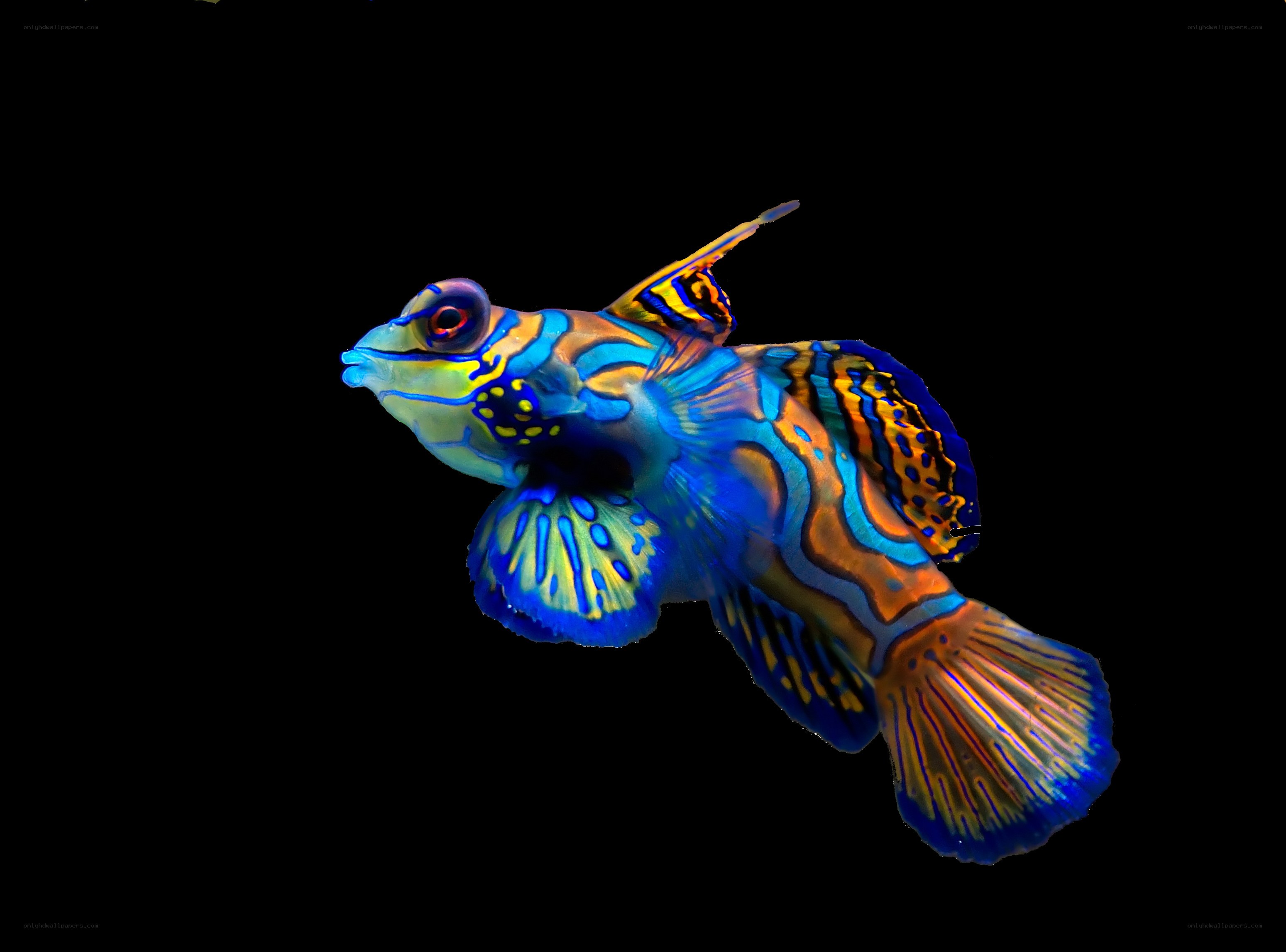Colorful mandarinfish