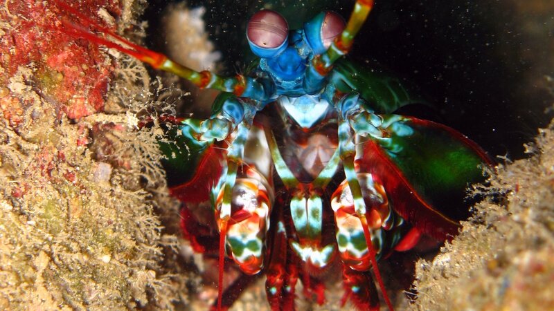 Colorful mantis shrimp in coral
