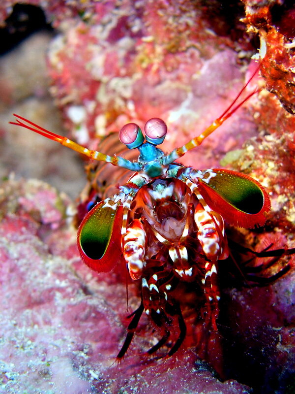 Colorful mantis shrimp on coral