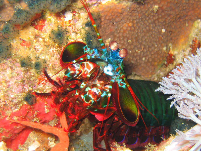 Colorful mantis shrimp on coral reef