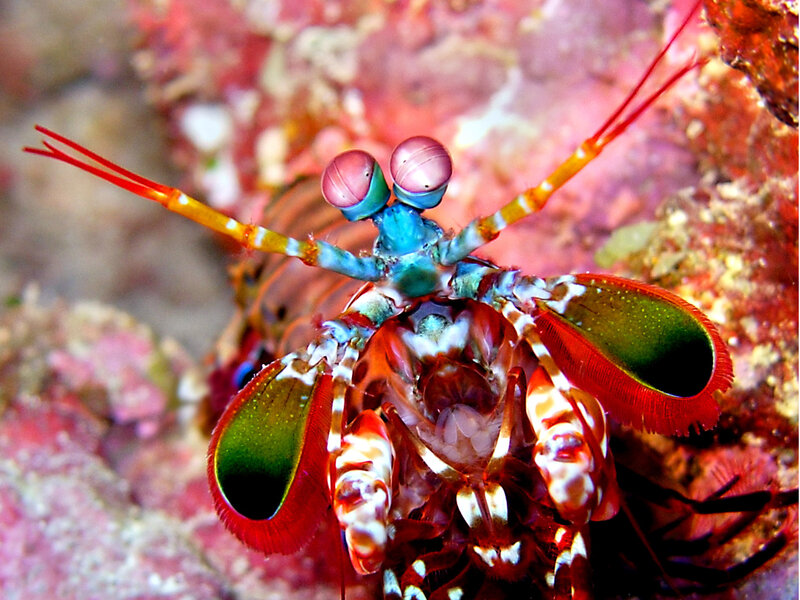 Colorful mantis shrimp on coral