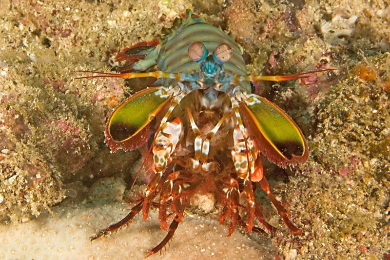 Colorful mantis shrimp on ocean floor