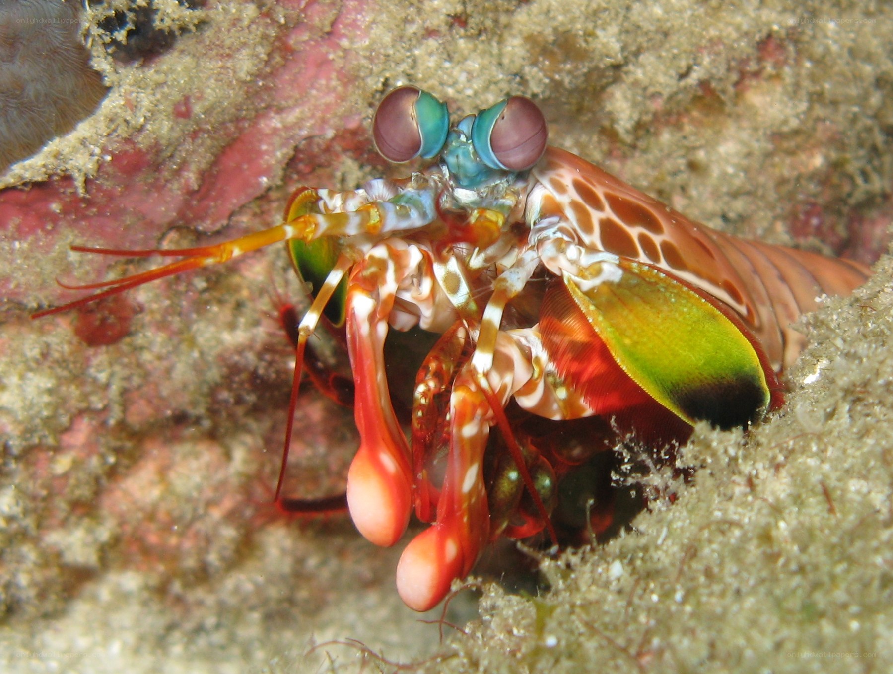 Colorful mantis shrimp on reef