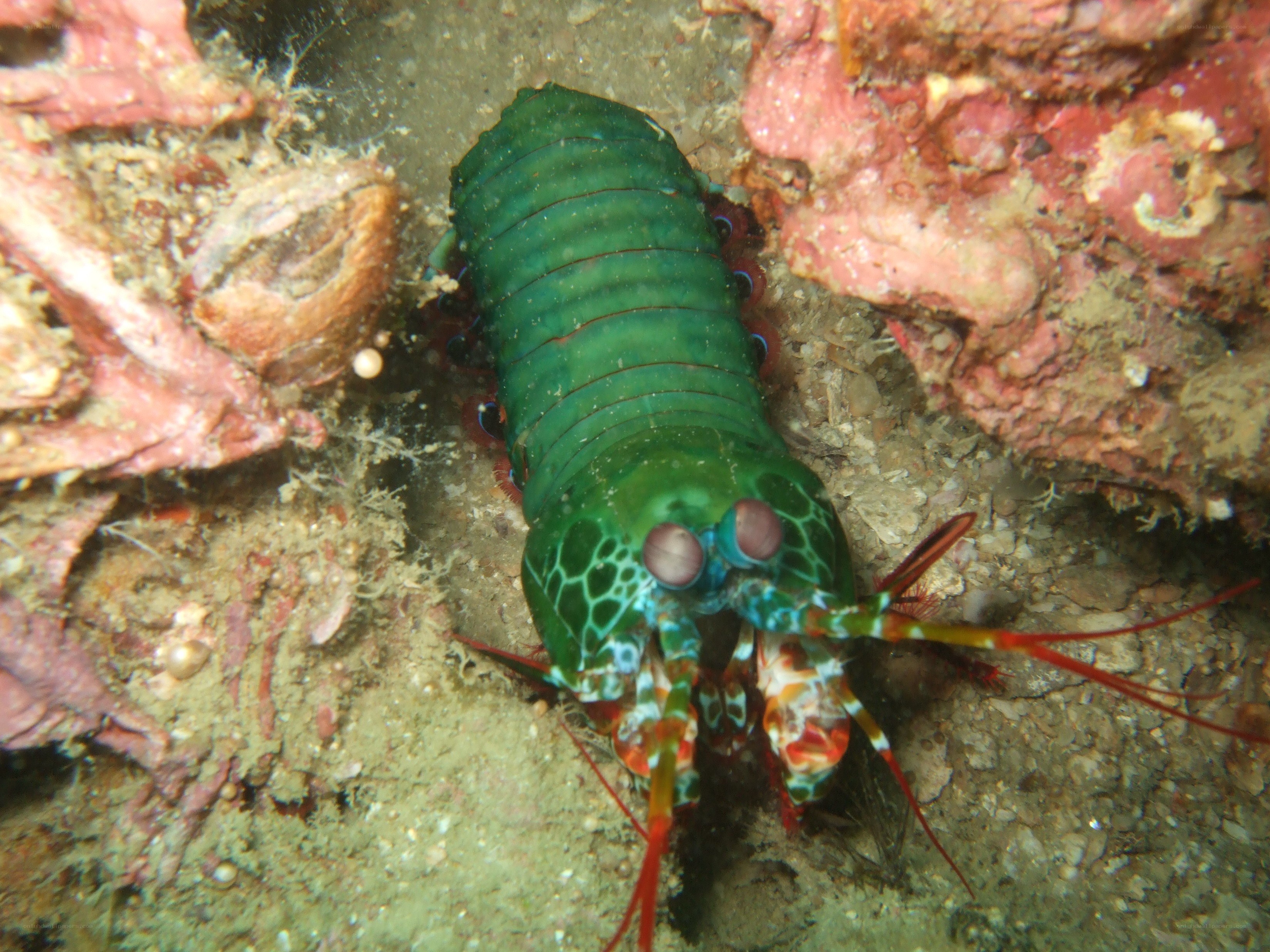 Colorful mantis shrimp on reef