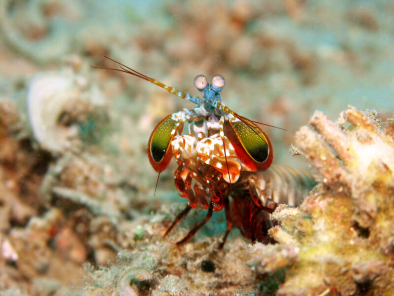 Colorful mantis shrimp on reef