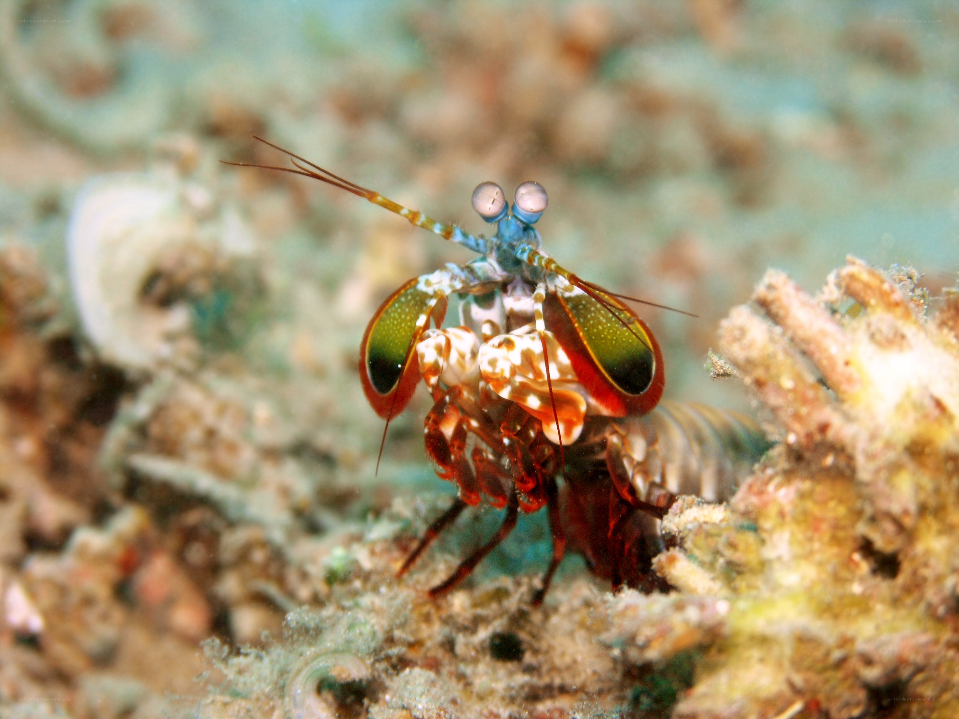 Colorful mantis shrimp on reef